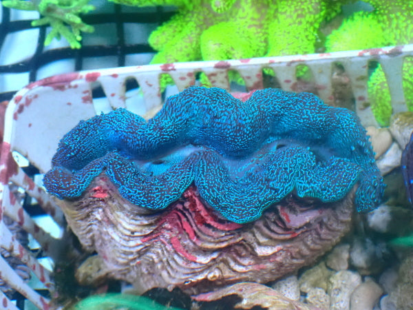 Inverts