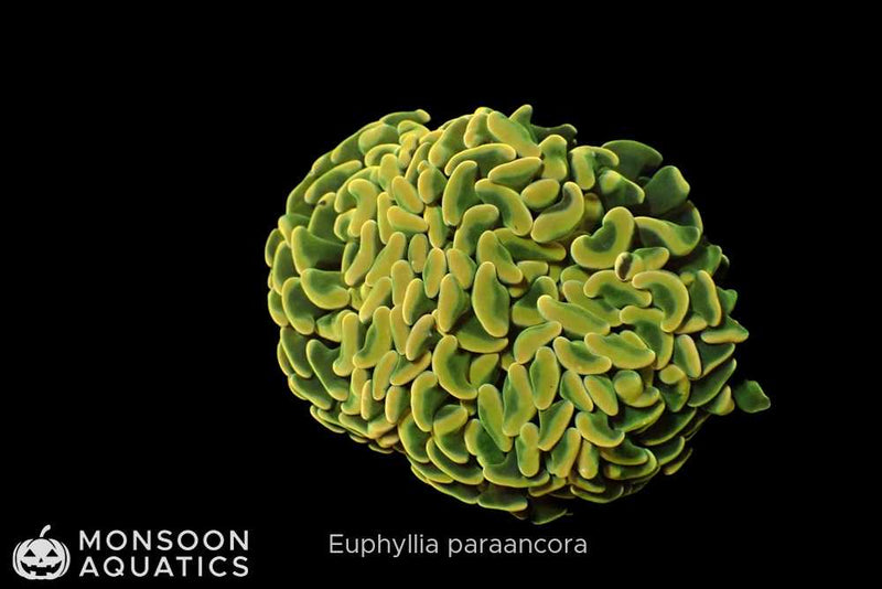 Monsoon Aquatics Ultra Para Hammer Frag