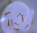 Red Line Shrimp small