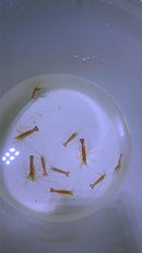 Red Line Shrimp small