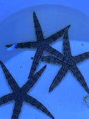 Sand Sifting Star