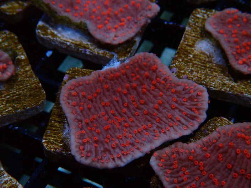 Red Rose Scrolling Monti Frags