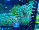 Green Bubble Tip Anemone (mixed colours)
