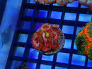 Ultra Acan Frag
