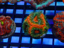 Ultra Acan Frag
