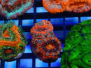 Ultra Acan Frag