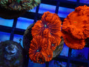 Monsoon Aquatics Blastomussa Frag