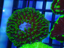 Fungia disk green