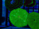 Fungia disk green