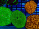 Fungia disk green