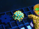 Cyphastrea Frag