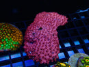 Cyphastrea Pink
