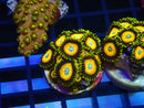 Zoa Frag Scrambled Eggs