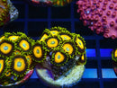 Zoa Frag Scrambled Eggs