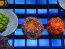 Monsoon Aquatics Spawned Acan