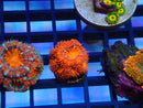 Monsoon Aquatics Spawned Acan