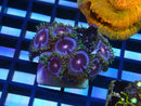 Zoa Frag