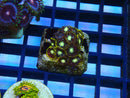 Zoa Frag