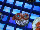 Zoa Frag Magician