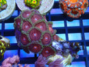 Zoa Frag