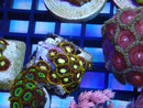 Zoa Frag