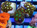 Zoa Frag