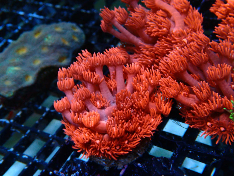 Sustainable Reefs Pink/Red Goni Frag