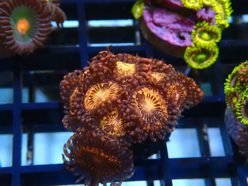 Zoa Frag