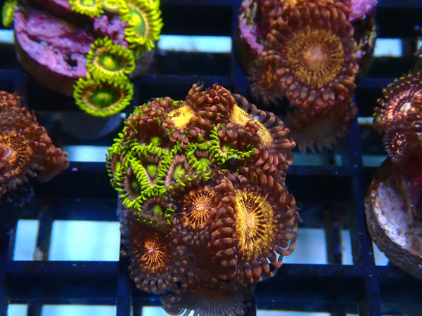 Zoa Frag