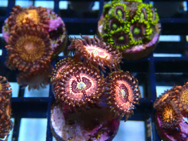 Zoa Frag