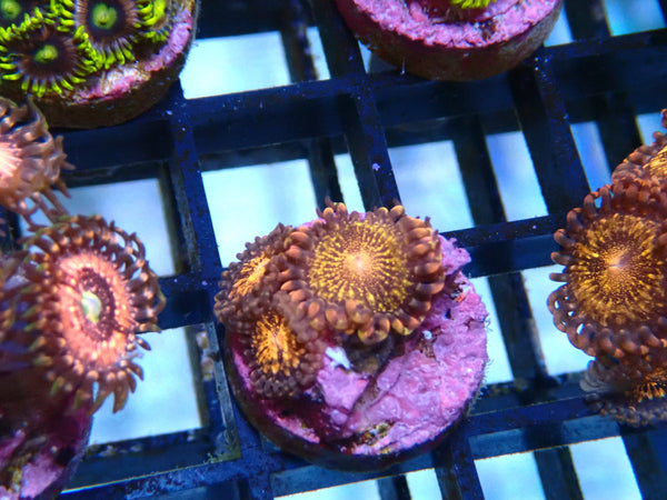 Zoa Frag