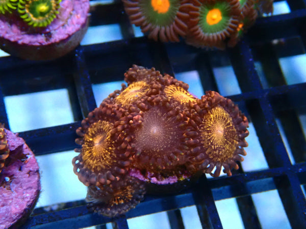 Zoa Frag