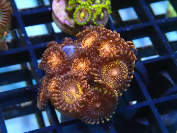 Zoa Frag