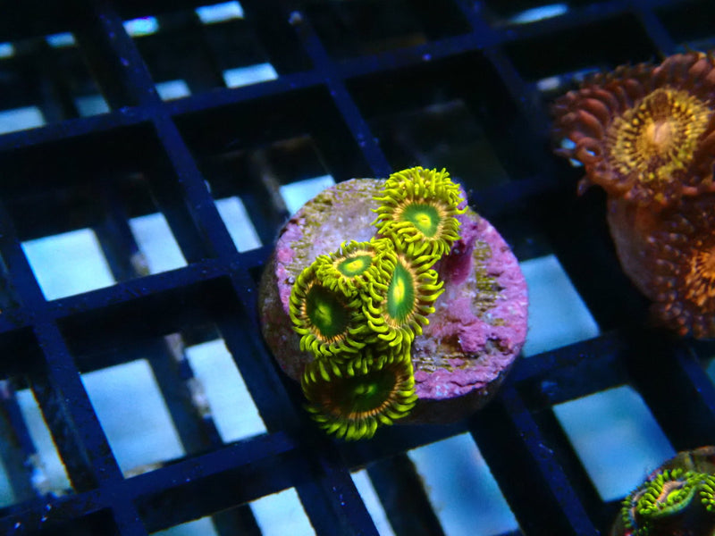 Zoa Frag