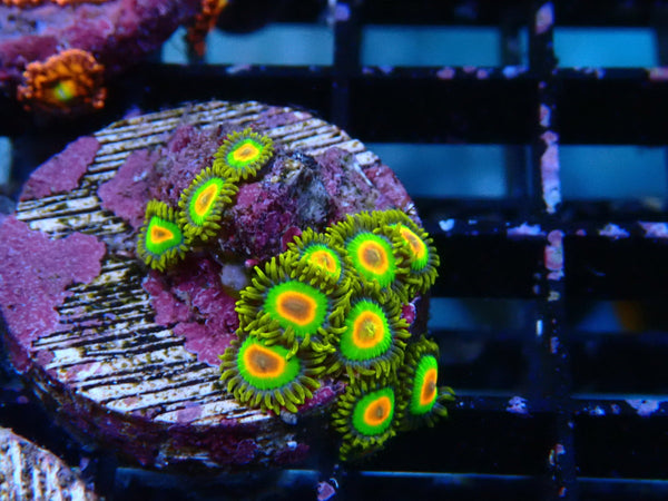 Sustainable Reefs Zoa Frag