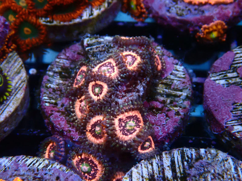 Sustainable Reefs Zoa Frag