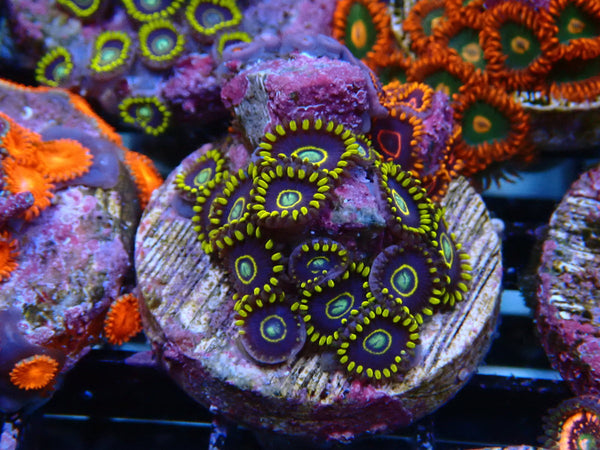 Sustainable Reefs Zoa Frag