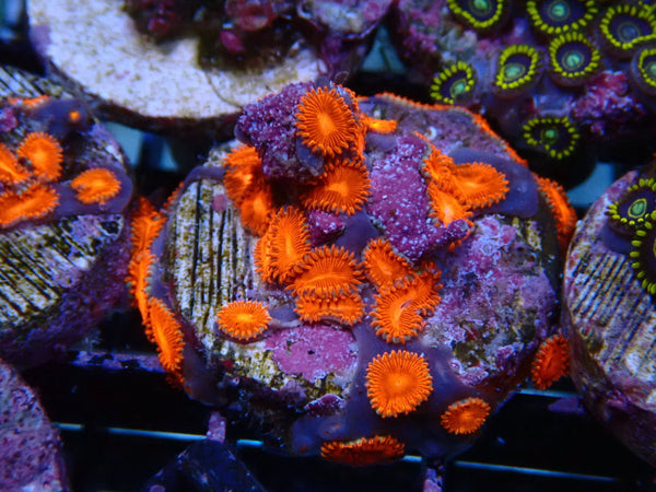 Sustainable Reefs Zoa Frag Triple Reds