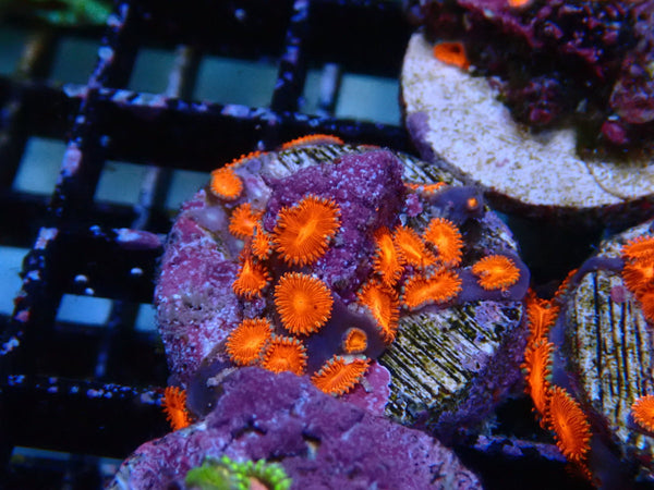 Sustainable Reefs Zoa Frag Triple Reds