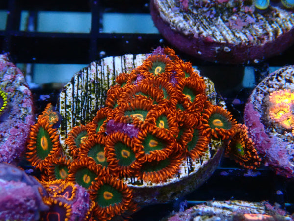 Sustainable Reefs Zoa Frag