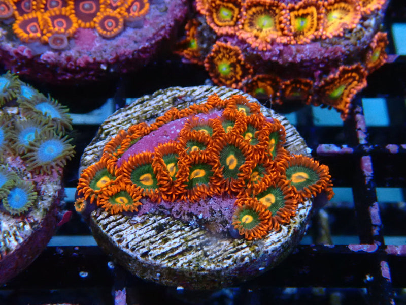 Sustainable Reefs Zoa Frag