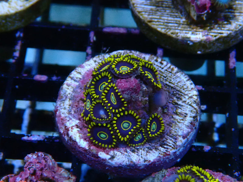 Sustainable Reefs Zoa Frag