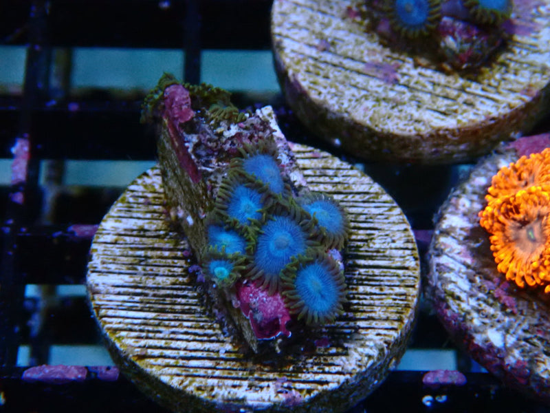 Sustainable Reefs Zoa Frag