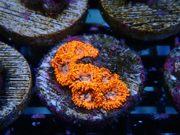 Sustainable Reefs Zoa Frag