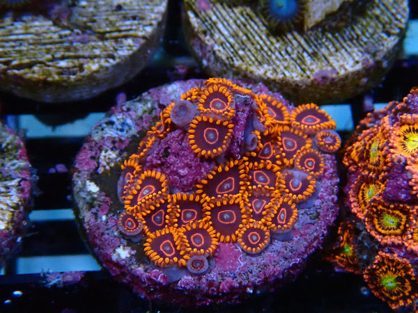 Sustainable Reefs Zoa Frag