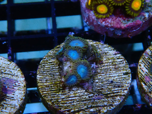 Sustainable Reefs Zoa Frag