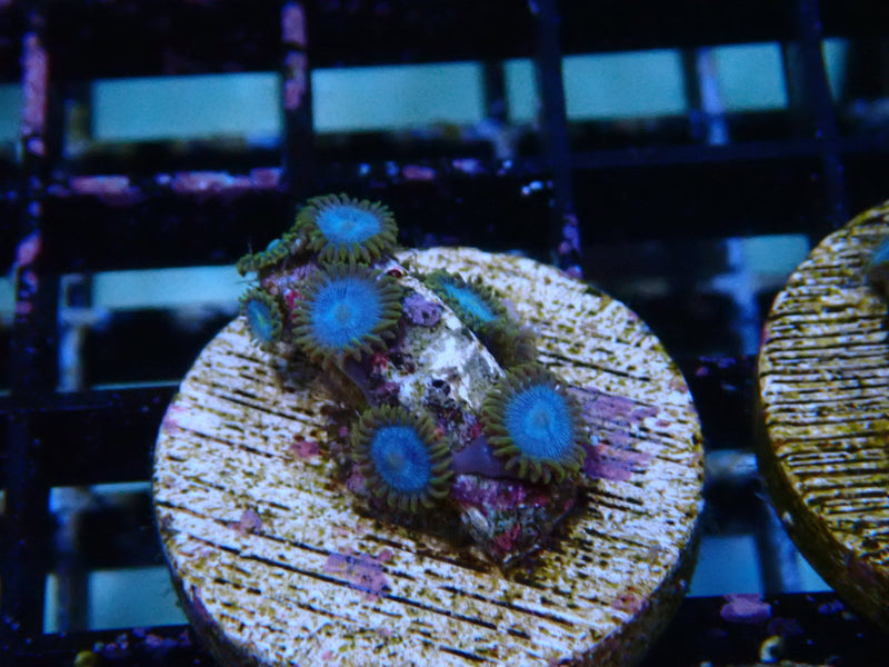 Sustainable Reefs Zoa Frag