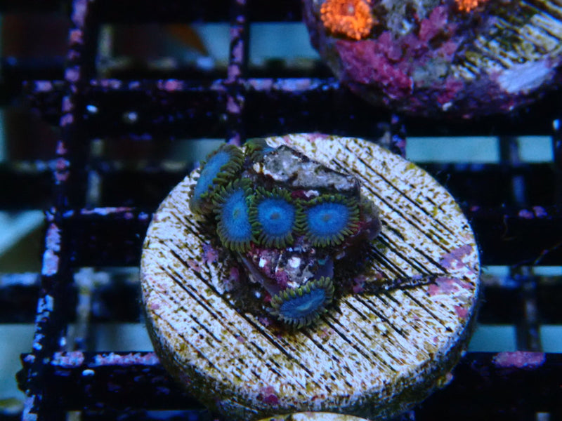 Sustainable Reefs Zoa Frag