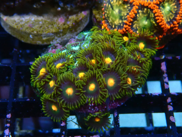 Sustainable Reefs Zoa Frag