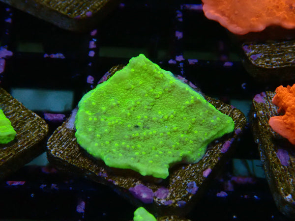 Green Scrolling Monti Frag